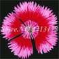 100 seeds Multicolored Carnation Bonsai Potted Flowers