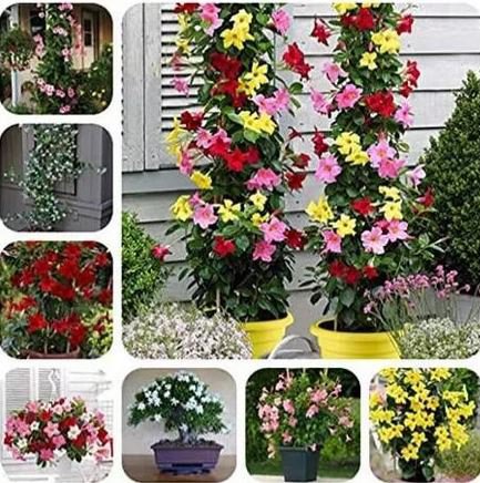 50 Seeds Rare Climbing Jasmine Flower sEEDS, Colorful Fragrant Arabian ...