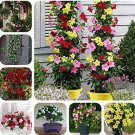 50 Seeds Rare Climbing Jasmine Flower sEEDS, Colorful Fragrant Arabian Jasmine