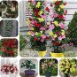 50 Seeds Rare Climbing Jasmine Flower sEEDS, Colorful Fragrant Arabian Jasmine