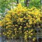 50 Seeds Rare Climbing Jasmine Flower sEEDS, Colorful Fragrant Arabian Jasmine