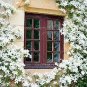 50 Seeds Rare Climbing Jasmine Flower sEEDS, Colorful Fragrant Arabian Jasmine