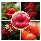 120 seeds Exotic Red Lips Plants Rare Flower Pots Garden Flowers