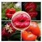120 seeds Exotic Red Lips Plants Rare Flower Pots Garden Flowers