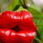120 seeds Exotic Red Lips Plants Rare Flower Pots Garden Flowers