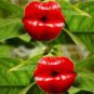 120 seeds Exotic Red Lips Plants Rare Flower Pots Garden Flowers