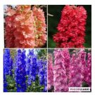 100 seeds Delphinium Bonsai Flower Forking Larkspur Salmon King