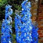 100 seeds Delphinium Bonsai Flower Forking Larkspur Salmon King