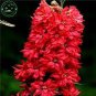 100 seeds Delphinium Bonsai Flower Forking Larkspur Salmon King