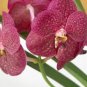 100 seeds Phalaenopsis Giant Orchid Flower Big Flowers Seeds for Rooms Indoor