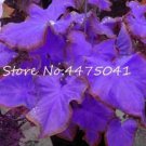 150 seeds Multiple Colour Thailand Caladium Bonsai of Perennial Rainbow Flower