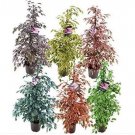 50 seeds Chinese Ficus Benjamina Bonsai Tree Plants Flowers