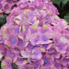 20 seeds Champagne Hydrangea Bonsai Rare ice Cream Hydrangea Flowers