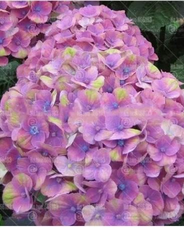20 seeds Champagne Hydrangea Bonsai Rare ice Cream Hydrangea Flowers
