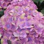 20 seeds Champagne Hydrangea Bonsai Rare ice Cream Hydrangea Flowers
