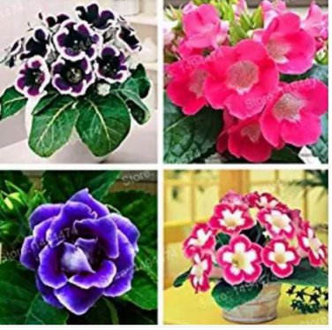 100 seeds Rare Colorful Flower Mini Gloxinia Flores Perennial Flowering