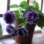 100 seeds Rare Colorful Flower Mini Gloxinia Flores Perennial Flowering