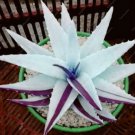 200 seeds Rainbow Aloe Bonsai Mixed Excellent Succulent Plant
