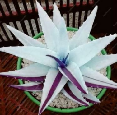 200 seeds Rainbow Aloe Bonsai Mixed Excellent Succulent Plant