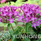 100 seeds Rare Allamanda Violacea Bonsai  Multiple Varieties Bonsai Plants