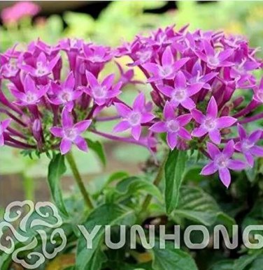 100 seeds Rare Allamanda Violacea Bonsai  Multiple Varieties Bonsai Plants