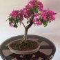100 seeds Rare Allamanda Violacea Bonsai  Multiple Varieties Bonsai Plants