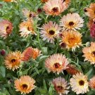 50 seeds Calendula Bronzed Beauty Bicolor Pot Marigold Flowers Seeds,