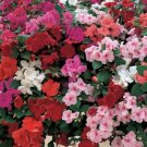 20 seeds Impatiens Mixed Rosebud Blooms Flower Seeds