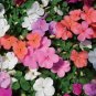 20 seeds Impatiens Mixed Rosebud Blooms Flower Seeds