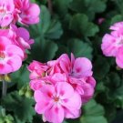10 seeds Geranium Light Lavender-pink Flowers Seeds