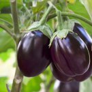 10 seeds Eggplant Violet Colors with White Streaks Vegetable Seeds