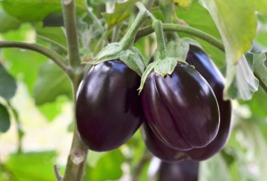 10 seeds Eggplant Violet Colors with White Streaks Vegetable Seeds
