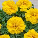 50 seeds Yellow French Marigold Seeds