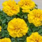 50 seeds Yellow French Marigold Seeds