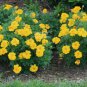 50 seeds Yellow French Marigold Seeds