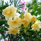 2 seeds Golden Wavy Petals with Light Pink Edge Desert Rose Flower Seeds