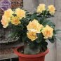 2 seeds Golden Wavy Petals with Light Pink Edge Desert Rose Flower Seeds