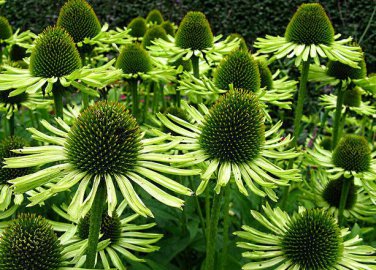 200 seeds Echinacea Hybrida Caribbean Green Greyish Green Bonsai Flowers