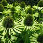 200 seeds Echinacea Hybrida Caribbean Green Greyish Green Bonsai Flowers