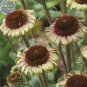 200 seeds Echinacea Hybrida Caribbean Green Greyish Green Bonsai Flowers