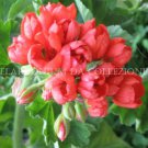 20 seeds Geranium Fire Red Apple Blossom Bonsai Flowers