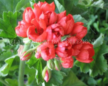 20 seeds Geranium Fire Red Apple Blossom Bonsai Flowers