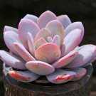 5 seeds Echeveria Laui Succulent Plant
