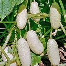 20 seeds Practical NEW Seeds Cucumber Bilyy Anhel-White Angel Organic Vegetable Seeds