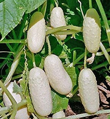 20 seeds Practical NEW Seeds Cucumber Bilyy Anhel-White Angel Organic Vegetable Seeds