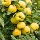 10 seeds Heirloom Yellow Apple Fruit with Red Stripe Shrub Tree Seeds