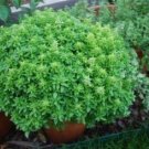 30 seeds Super Small Thin Leaf Basil Herb Fine Minette Organic Seeds,  Annual Ocimun Gralissimum