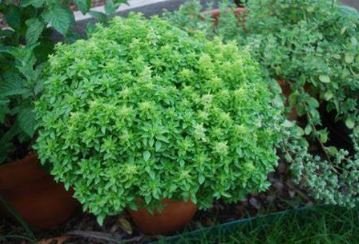 30 seeds Super Small Thin Leaf Basil Herb Fine Minette Organic Seeds,  Annual Ocimun Gralissimum