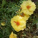 100 seeds Yellow Portulaca Grandiflora Seeds Homegrown Moss Rose Sun Plant Flowers