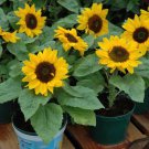 1 seeds Bonsai Short Sunflower Seeds